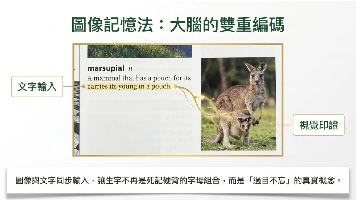 Children's Illustrated Dictionary英英字典